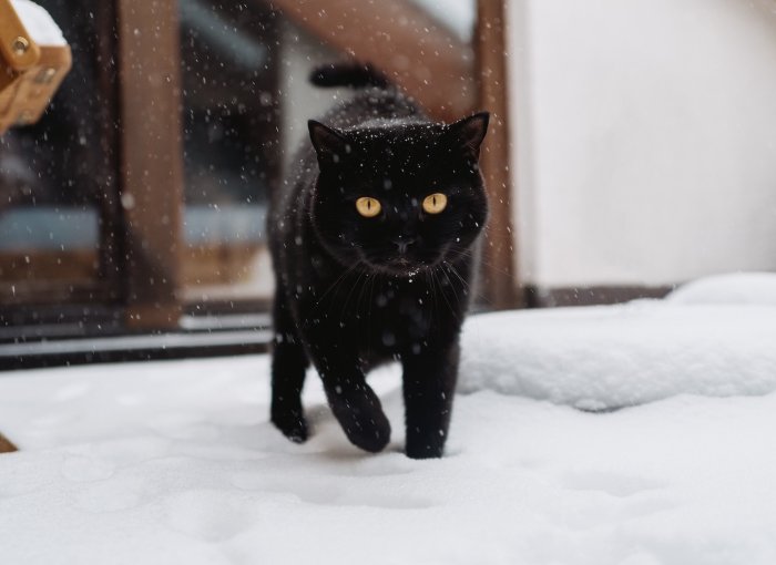 Schwarze Katze spaziert durch den Schnee