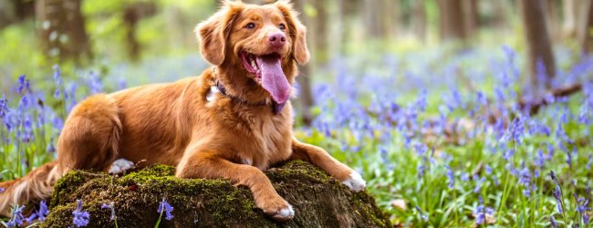 brown dog sitting in the forest surrounded by flowers