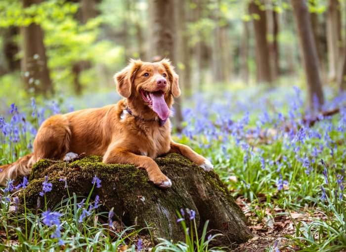 brown dog sitting in the forest surrounded by flowers