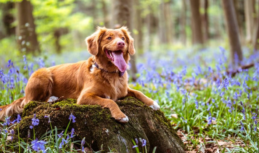 brown dog sitting in the forest surrounded by flowers