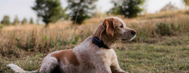 A dog lying on a field with Tractive DOG 6