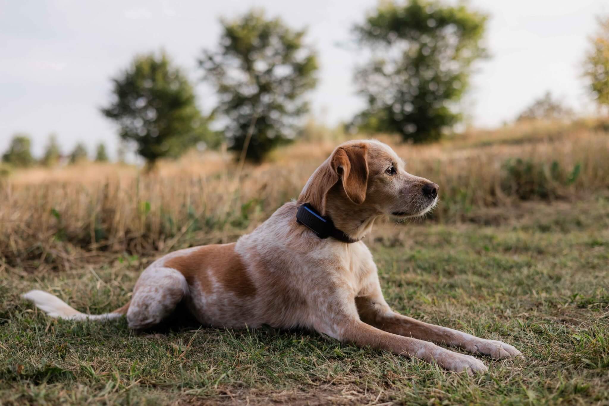 A dog lying on a field with Tractive DOG 6