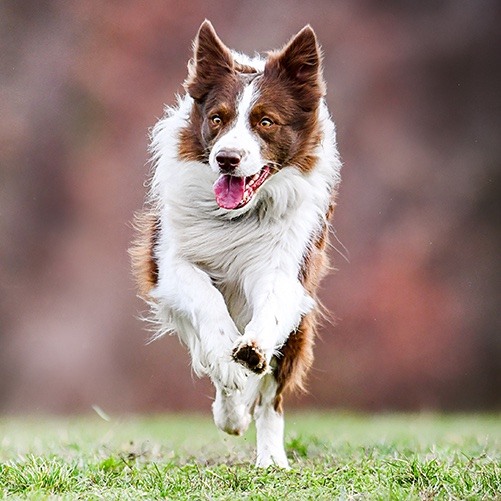 border collie running